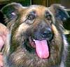 Baron
