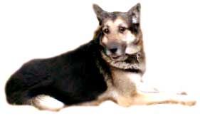 Hi! I'm Jimmy!  Adopt me!