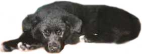 I'm Zander! I've been adopted!
