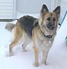 Zena