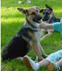 3 purebred pups