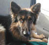 Angus