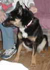 Gentle Ben