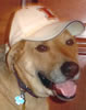 Buddy
