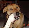 Buddy