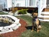 Buddy in his backyard