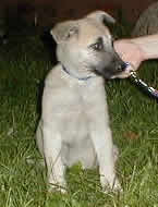 Pup 4