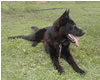 Junior