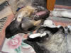 Kiah and Nanuq