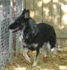Sheba