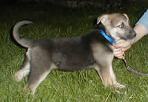 Pup 2
