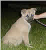 Pup 3