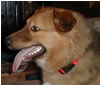 Buster