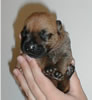 baby Kermit