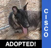 Cisco