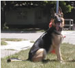 Dash