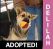 Delilah