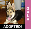 Gala