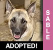 Sable