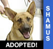 Shamus