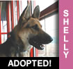 Shelly