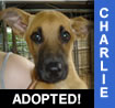 Charie