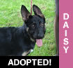 Daisy