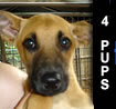 Puppies