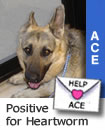 Ace