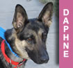 Daphne