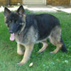 Duke