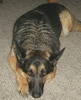 Duke