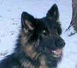 Duke