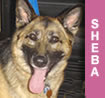 Sheba