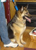 Sheba
