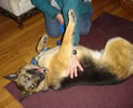 Sheba