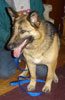 Sheba