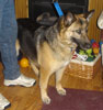 Sheba