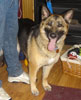 Sheba