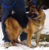 Sheba