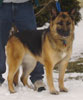 Sheba