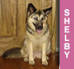 Shelby
