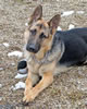 Horatio