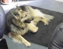 Freia