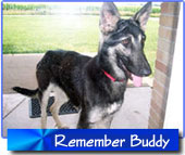 Buddy
