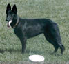Dutchess