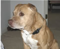 Harley