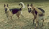 Sadie and Beau