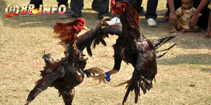 Đá gà Campuchia là bộ môn giải trí gì?