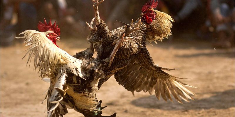 Một số lưu ý cho anh em tránh bị lừa đảo khi coi đá gà trực tiếp